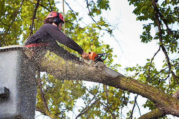 Lawn Pest Prevention in George, IA